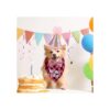 Suministros de fiesta de cumpleaños para perros niño y