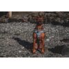 Luz para collar de perro luz impermeable luz activada_3