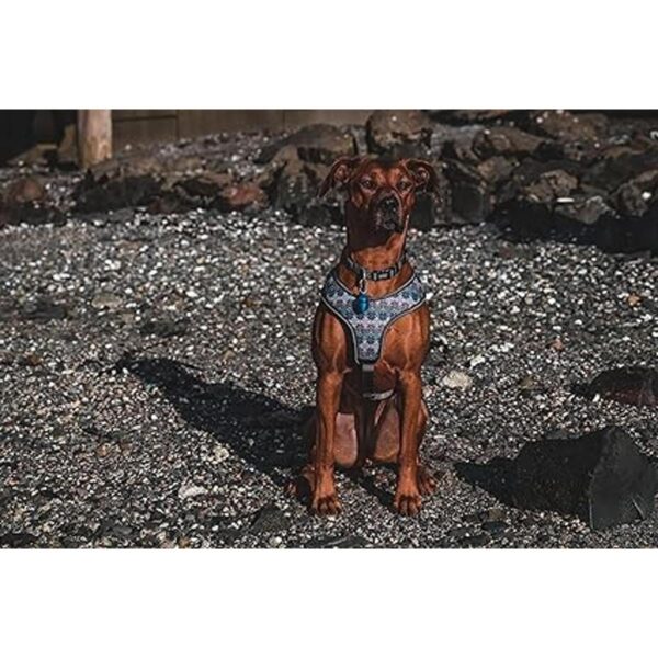 Luz para collar de perro luz impermeable luz activada_3
