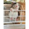 WOLEDOE Plataforma de jaula para ratas diseño totalmente