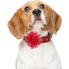 20 piezas de collar de perro con flores para mascotas_6