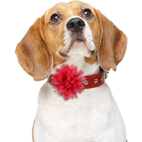 20 piezas de collar de perro con flores para mascotas_6