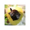 WEAVERBIRD Plataforma para cangrejo y tanque de tortuga_6