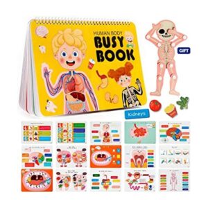 Freebear Montessori Libro educativo para niños anatomía_1
