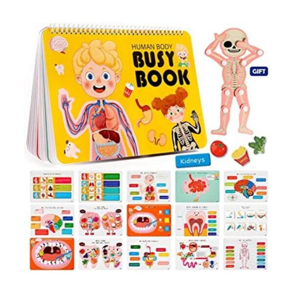 Freebear Montessori Libro educativo para niños anatomía_1