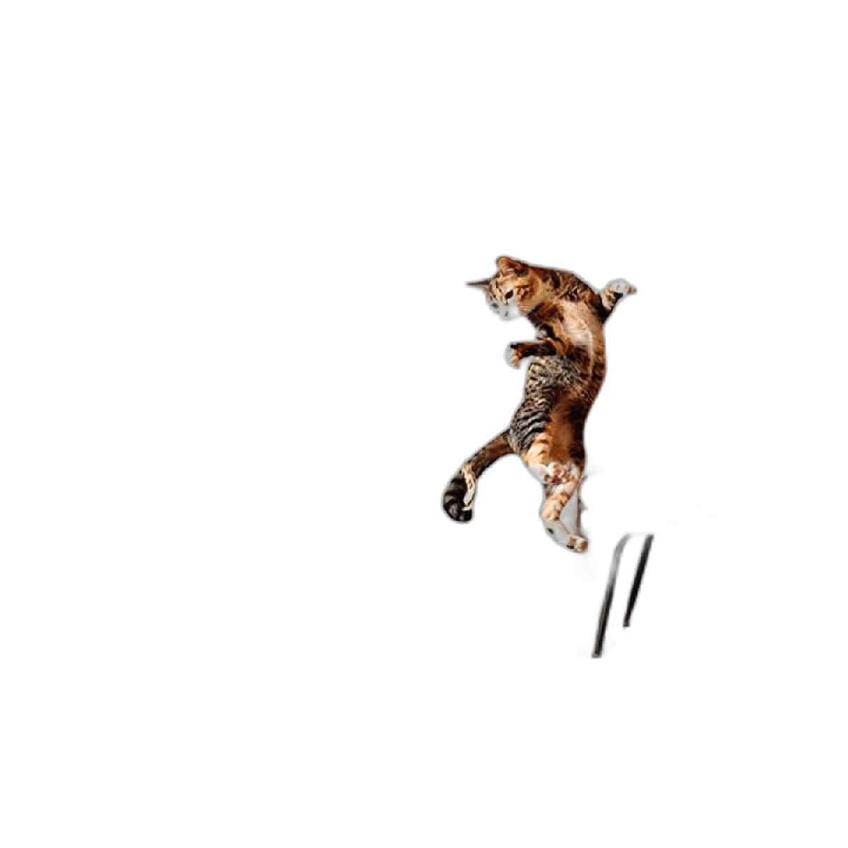 Varita de juguete para gatos juguetes interactivos