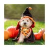 Paquete de 2 bandanas de Halloween para perros pañuelos