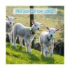 GINDOOR 5 Pack Reflective Goat Collars with Bells Cow