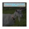 GINDOOR 5 Pack Reflective Goat Collars with Bells Cow