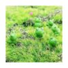 JKanruh 30 mini animales ranas de resina en miniatura_4