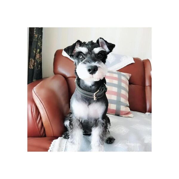 Collar de cuero para perros grandes aspecto moderno y