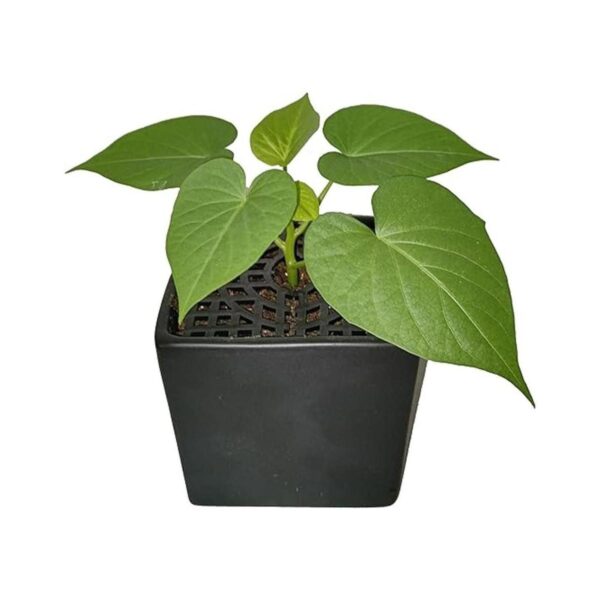 Cuadrado para macetas de plantas con rejilla para proteger_2