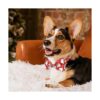 Collar de Navidad para perro con corbatín paquete de 2