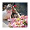 BoomBone Collar de gato con campana y colgante a juego 2_5
