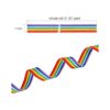Konsait Cinta arco iris de 0.984 in con rayas de grogrén_2
