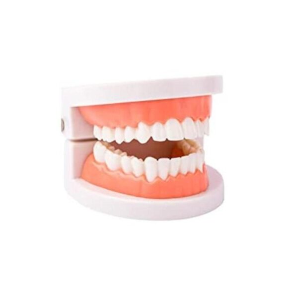 Modelo de dientes dentales modelo de dientes estándar_1