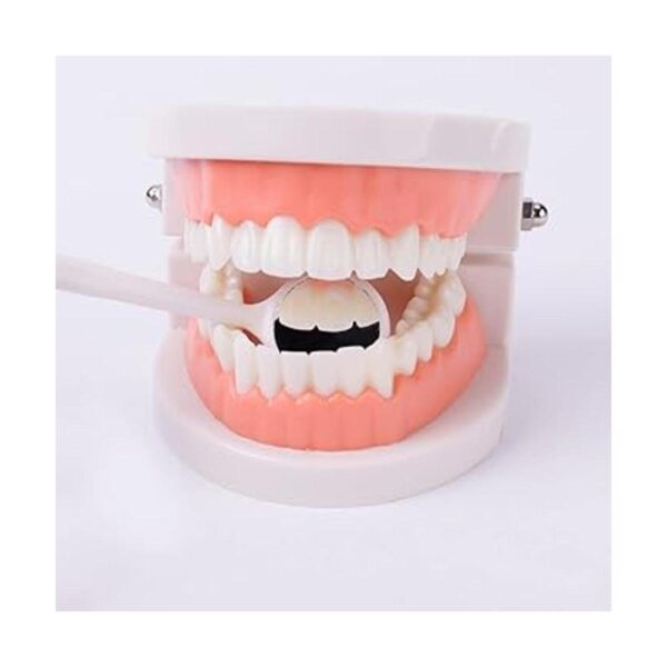 Modelo de dientes dentales modelo de dientes estándar_4