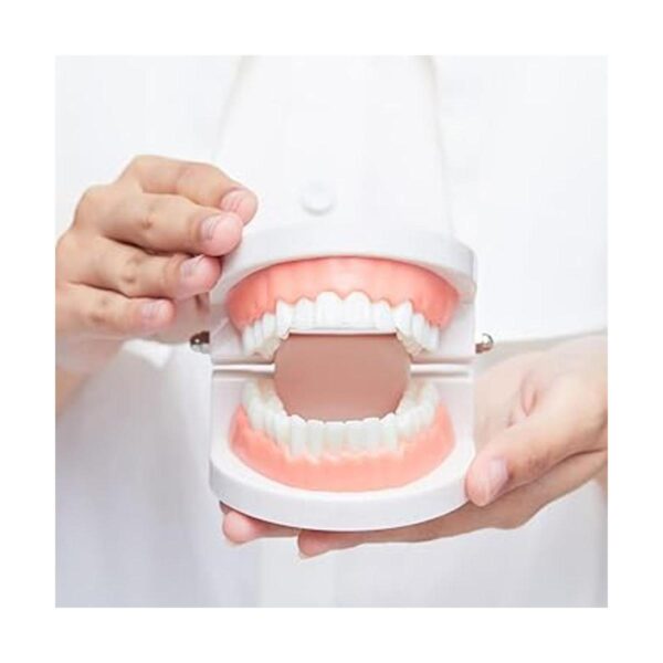 Modelo de dientes dentales modelo de dientes estándar_5