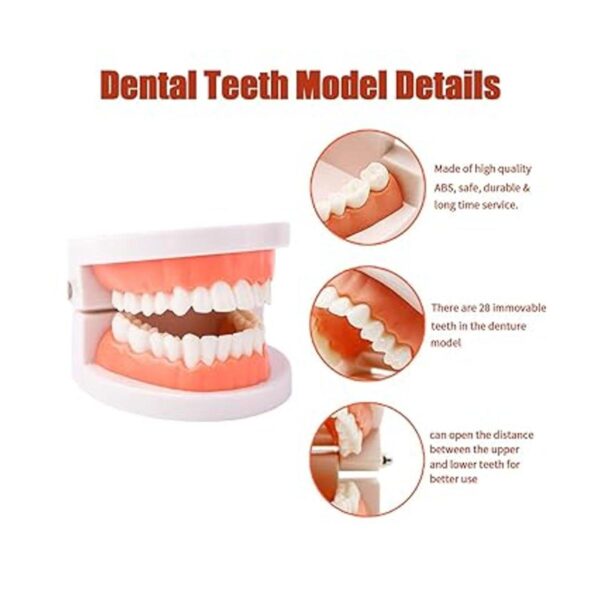 Modelo de dientes dentales modelo de dientes estándar_3