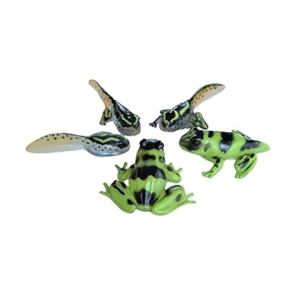 Sensory4u Frog Life Cycle Amphibian Metamorfosis Science