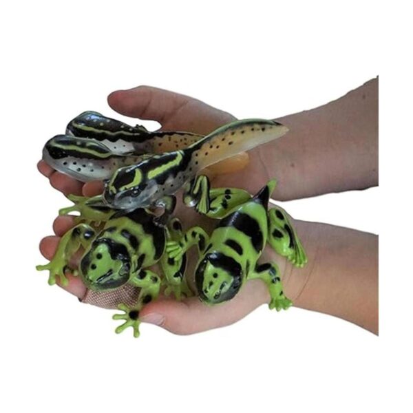 Sensory4u Frog Life Cycle Amphibian Metamorfosis Science