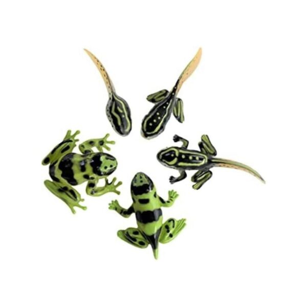 Sensory4u Frog Life Cycle Amphibian Metamorfosis Science