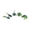 Sensory4u Frog Life Cycle Amphibian Metamorfosis Science