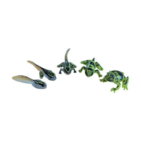 Sensory4u Frog Life Cycle Amphibian Metamorfosis Science