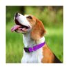 Taglory Collar reflectante ajustable para perro hebilla_2