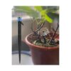 MSDADA Goteros de riego Emisores de goteo Micro aspersor_2