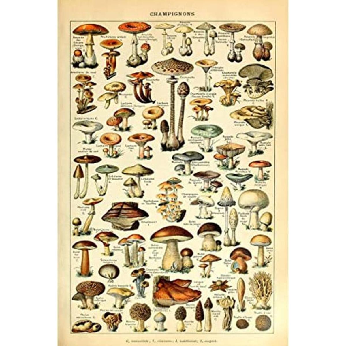 Meishe Art Póster vintage con estampado de hongos