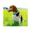 Joytale Collar reflectante para perro de neopreno suave_2