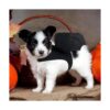 Rypet Disfraz de Halloween para mascotas para Halloween