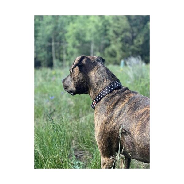 Delgada línea roja perro collar estrellas S_4