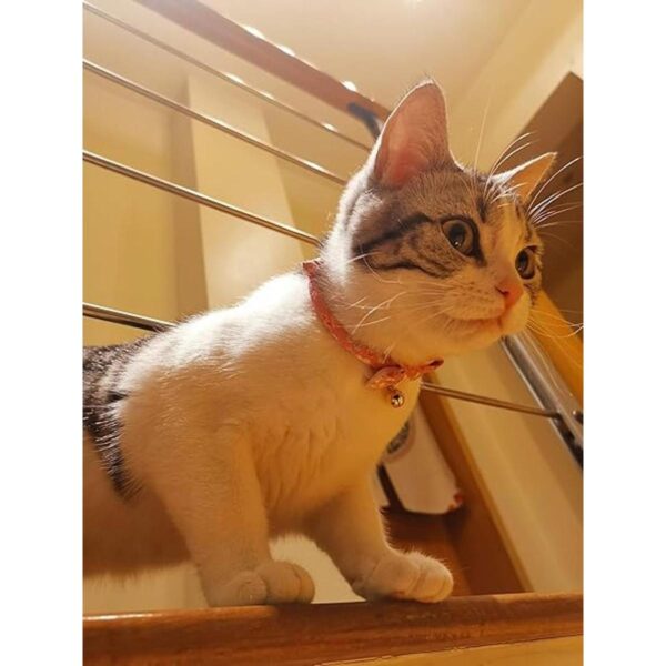 PetSoKoo Bowtie Chirimen Collar de gato con campana.