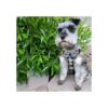 Bark Lover Arnés para cachorros pequeños con pajarita_5
