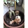 4 piezas de mini valla para jardín de hadas 35.5 pulgadas
