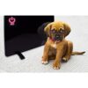 Cozy Products Calentador para mascotas de 200 vatios