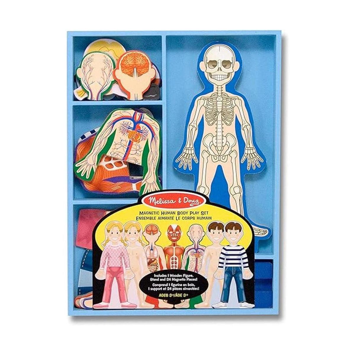 Set de juego magnético de anatomía del cuerpo humano con