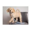 Pets First Indianapolis Colts Correa_3