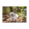 Pets First Indianapolis Colts Correa_4