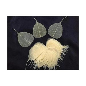 200 piezas de hojas de esqueleto hojas de esqueleto