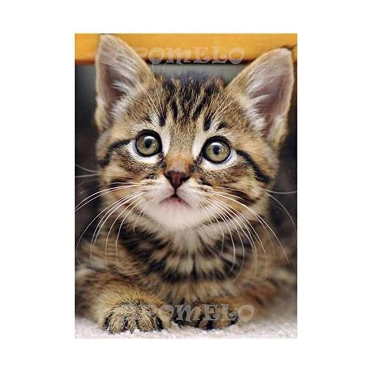 Kits de pintura de diamantes 5D DIY para gatos arte de