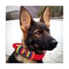 PET SHOW 50 corbatas grandes para perros para collar a
