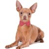 PET SHOW 50 corbatas grandes para perros para collar a