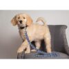 pets first San Francisco Giants correa_3