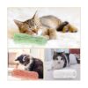 iZiv Paquete de 3 juguetes de hierba gatera para gatos_6