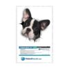 Winston Bear 3D Dog Pegatinas Paquete de 2 Pegatinas_6