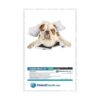 Winston Bear Adhesivos 3D para perros 2 unidades_6