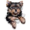 Winston Bear 3D Dog Pegatinas Paquete de 2 Cute_1